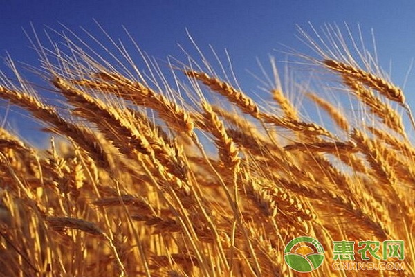 今日小麥價格行情解析