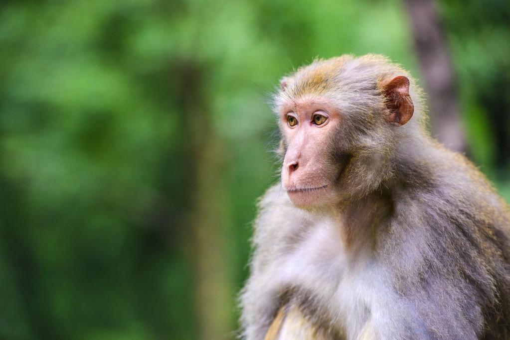 印度病毒最新動(dòng)態(tài)，全球關(guān)注下的影響分析與進(jìn)展